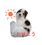 dog1120（個別スタンプ：3）