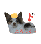 dog1120（個別スタンプ：16）