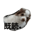 dog1120（個別スタンプ：22）