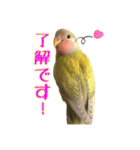 コザクラインコのしーちゃん（個別スタンプ：2）