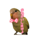 コザクラインコのしーちゃん（個別スタンプ：3）