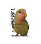 コザクラインコのしーちゃん（個別スタンプ：5）