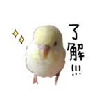 インコのぴよちゃん（個別スタンプ：13）