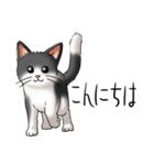 猫図鑑 白黒猫（個別スタンプ：1）