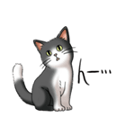 猫図鑑 白黒猫（個別スタンプ：2）