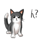 猫図鑑 白黒猫（個別スタンプ：3）
