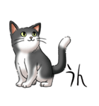 猫図鑑 白黒猫（個別スタンプ：5）