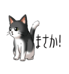 猫図鑑 白黒猫（個別スタンプ：7）