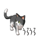 猫図鑑 白黒猫（個別スタンプ：10）