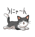 猫図鑑 白黒猫（個別スタンプ：14）