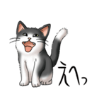 猫図鑑 白黒猫（個別スタンプ：15）
