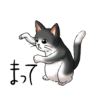 猫図鑑 白黒猫（個別スタンプ：16）