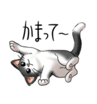 猫図鑑 白黒猫（個別スタンプ：17）