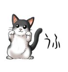 猫図鑑 白黒猫（個別スタンプ：18）