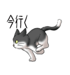 猫図鑑 白黒猫（個別スタンプ：19）