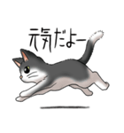 猫図鑑 白黒猫（個別スタンプ：22）