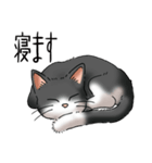 猫図鑑 白黒猫（個別スタンプ：23）