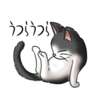 猫図鑑 白黒猫（個別スタンプ：24）