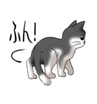 猫図鑑 白黒猫（個別スタンプ：25）