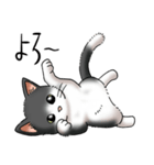猫図鑑 白黒猫（個別スタンプ：26）