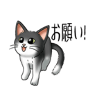 猫図鑑 白黒猫（個別スタンプ：29）