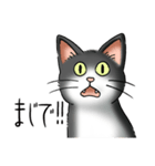 猫図鑑 白黒猫（個別スタンプ：33）