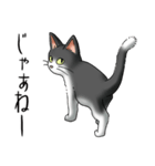 猫図鑑 白黒猫（個別スタンプ：35）
