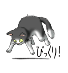 猫図鑑 白黒猫（個別スタンプ：38）