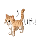 猫図鑑 茶白猫（個別スタンプ：6）