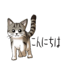猫図鑑 キジトラ白猫（個別スタンプ：1）