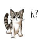 猫図鑑 キジトラ白猫（個別スタンプ：3）