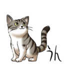 猫図鑑 キジトラ白猫（個別スタンプ：5）