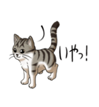 猫図鑑 キジトラ白猫（個別スタンプ：6）
