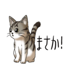 猫図鑑 キジトラ白猫（個別スタンプ：7）