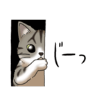 猫図鑑 キジトラ白猫（個別スタンプ：8）