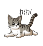 猫図鑑 キジトラ白猫（個別スタンプ：9）