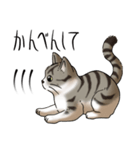 猫図鑑 キジトラ白猫（個別スタンプ：11）