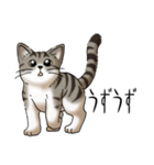 猫図鑑 キジトラ白猫（個別スタンプ：12）