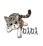 猫図鑑 キジトラ白猫（個別スタンプ：13）