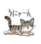 猫図鑑 キジトラ白猫（個別スタンプ：14）
