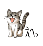 猫図鑑 キジトラ白猫（個別スタンプ：15）