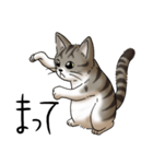 猫図鑑 キジトラ白猫（個別スタンプ：16）