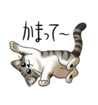 猫図鑑 キジトラ白猫（個別スタンプ：17）