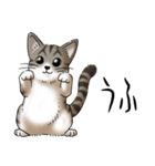 猫図鑑 キジトラ白猫（個別スタンプ：18）