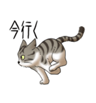 猫図鑑 キジトラ白猫（個別スタンプ：19）