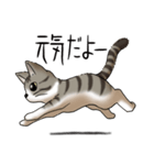 猫図鑑 キジトラ白猫（個別スタンプ：22）