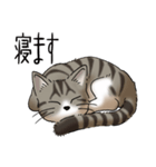 猫図鑑 キジトラ白猫（個別スタンプ：23）