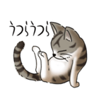 猫図鑑 キジトラ白猫（個別スタンプ：24）