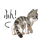 猫図鑑 キジトラ白猫（個別スタンプ：25）