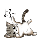 猫図鑑 キジトラ白猫（個別スタンプ：26）